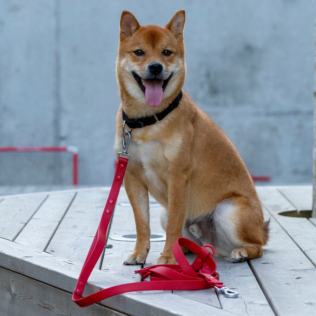 Leash
